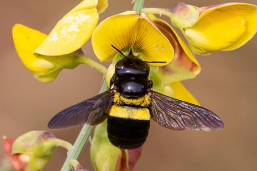 Xylocopa sp.